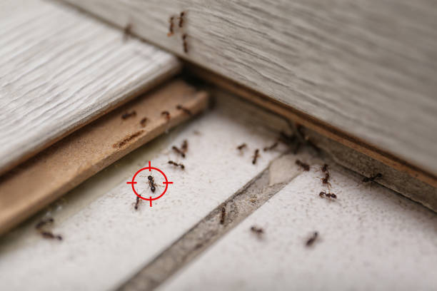 Best Emergency Pest Control  in Ponderosa Park, CO