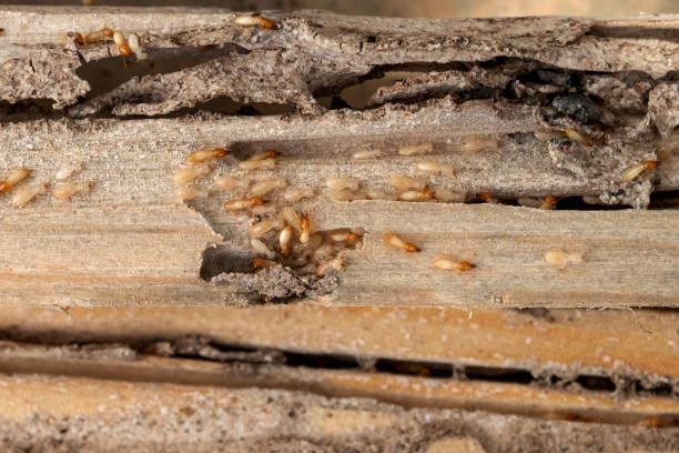 Best Wildlife Control Services  in Ponderosa Park, CO